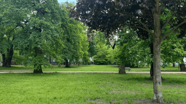 Schlesischer Busch